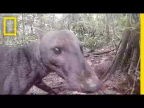 Video: See an Extremely Rare Jungle Dog | National Geographic